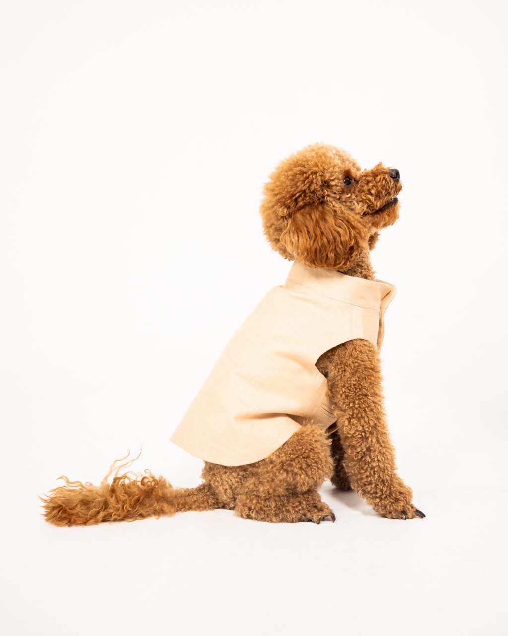 Apricot toy poodle in the beige raw-silk CosmoPaw Coral vest