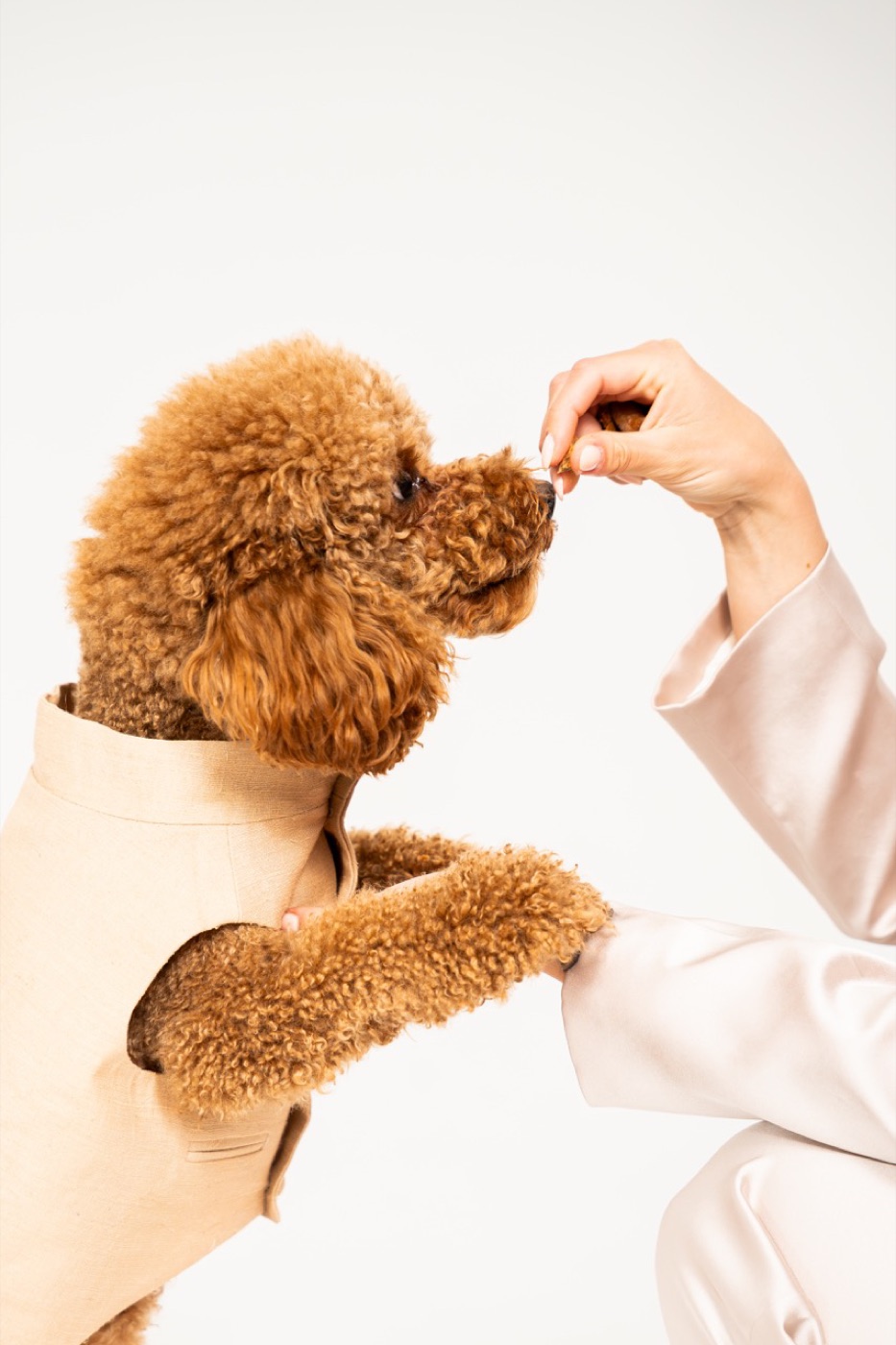 Coral worn by a dog