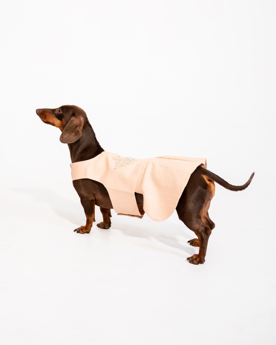 Florence worn by a dog