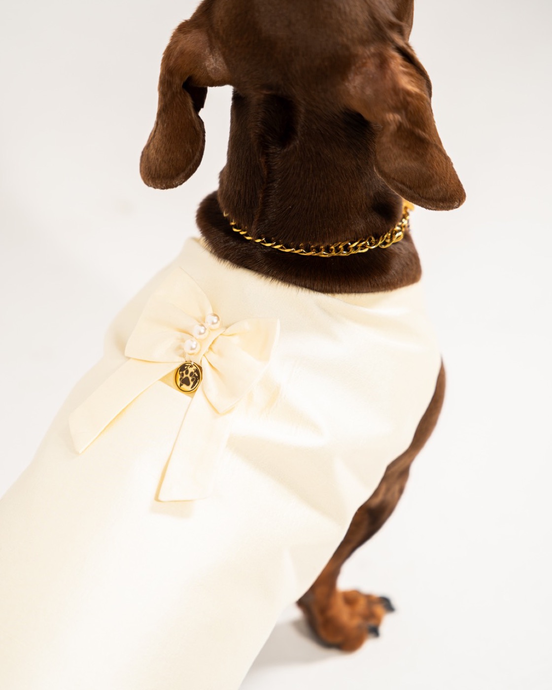 Sevilla worn by a dog — back, with the bow