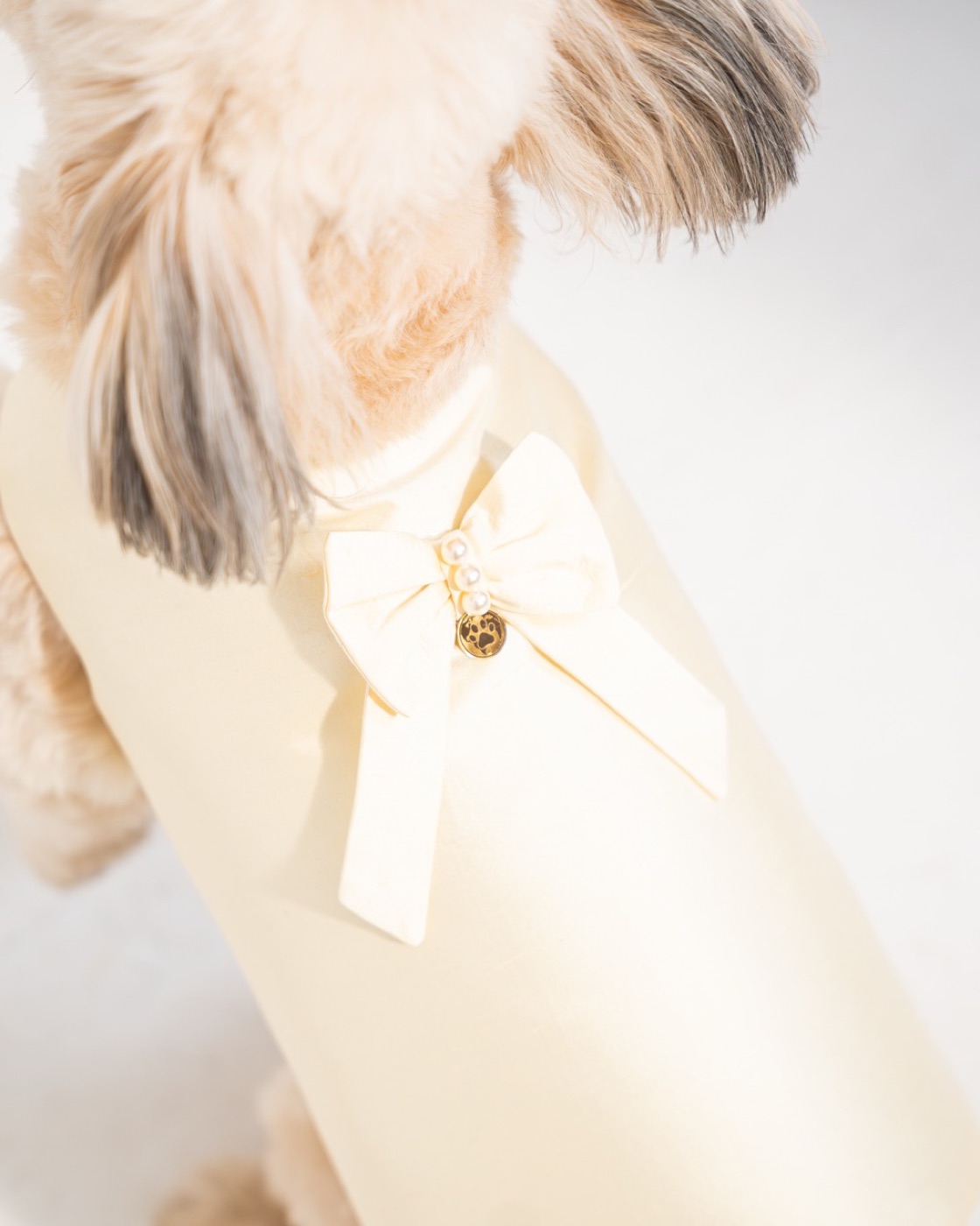 Sevilla worn by a dog — bow detail