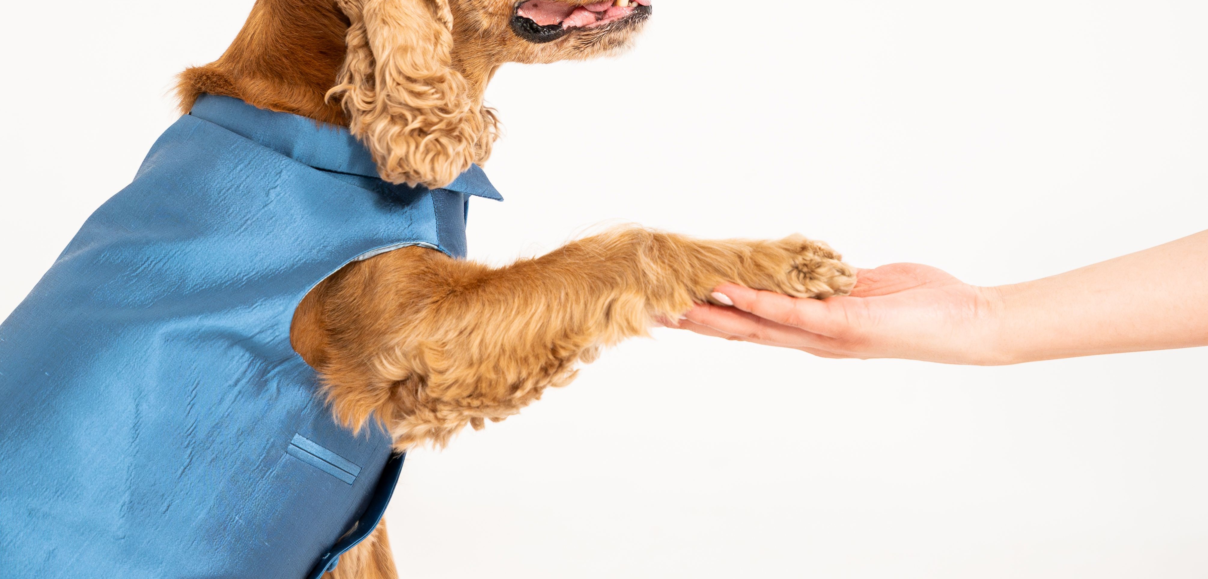 A cocker spaniel in a blue CosmoPaw waistcoat offering its paw to a person's hand
