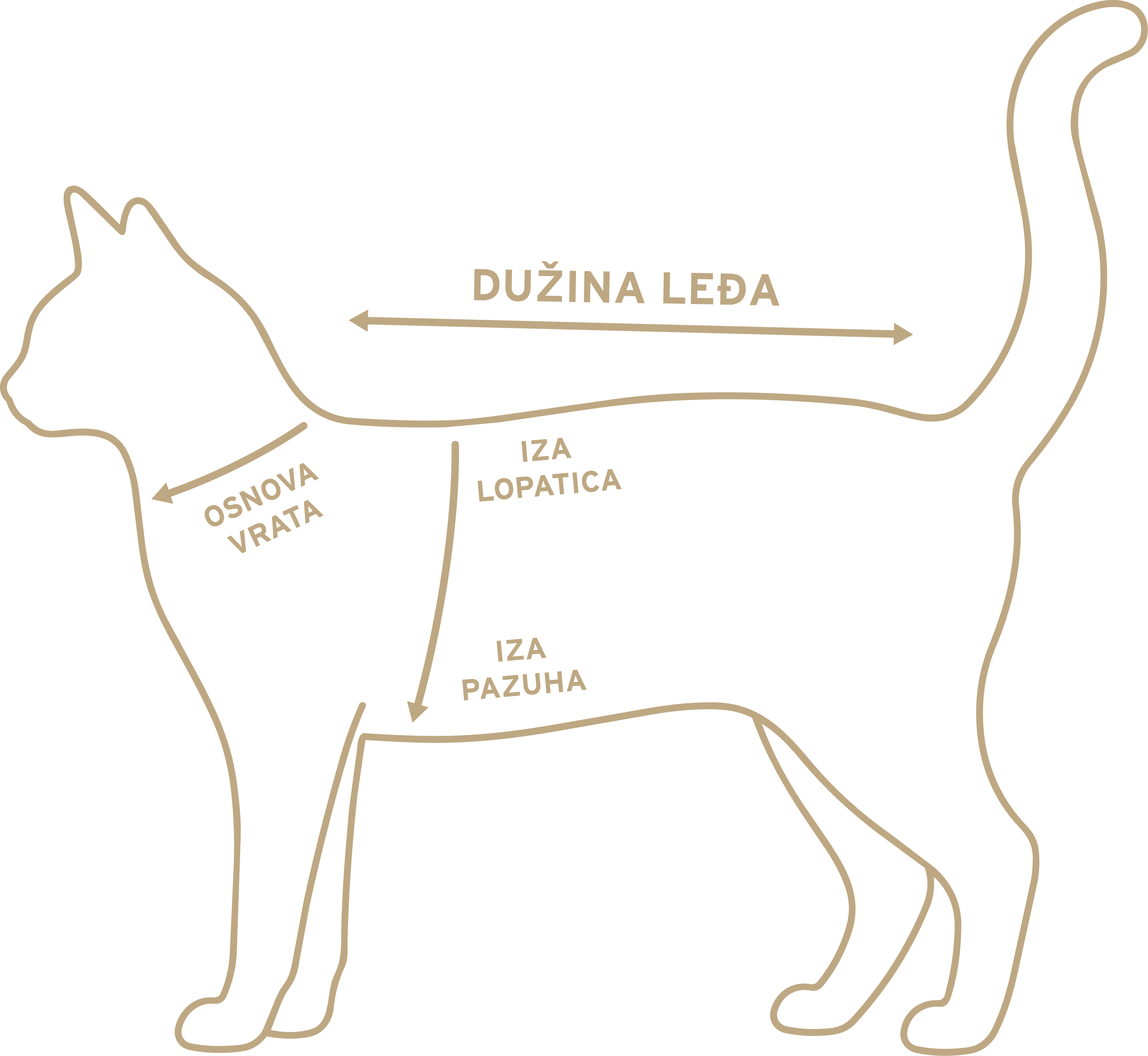 Dijagram mačke sa mestima merenja: osnova vrata, iza lopatica i iza pazuha.