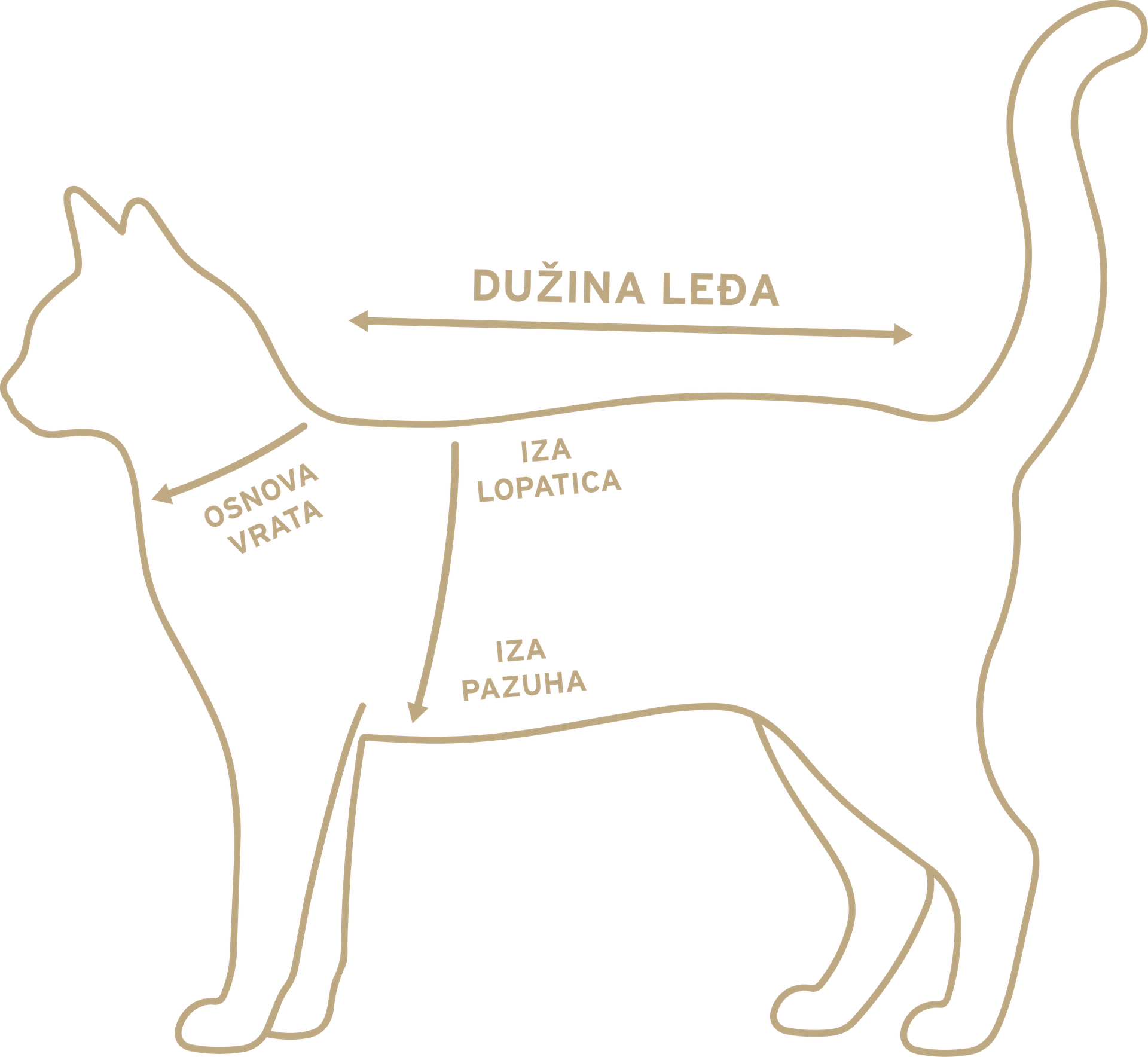 Dijagram mačke sa mestima merenja: osnova vrata, iza lopatica i iza pazuha.