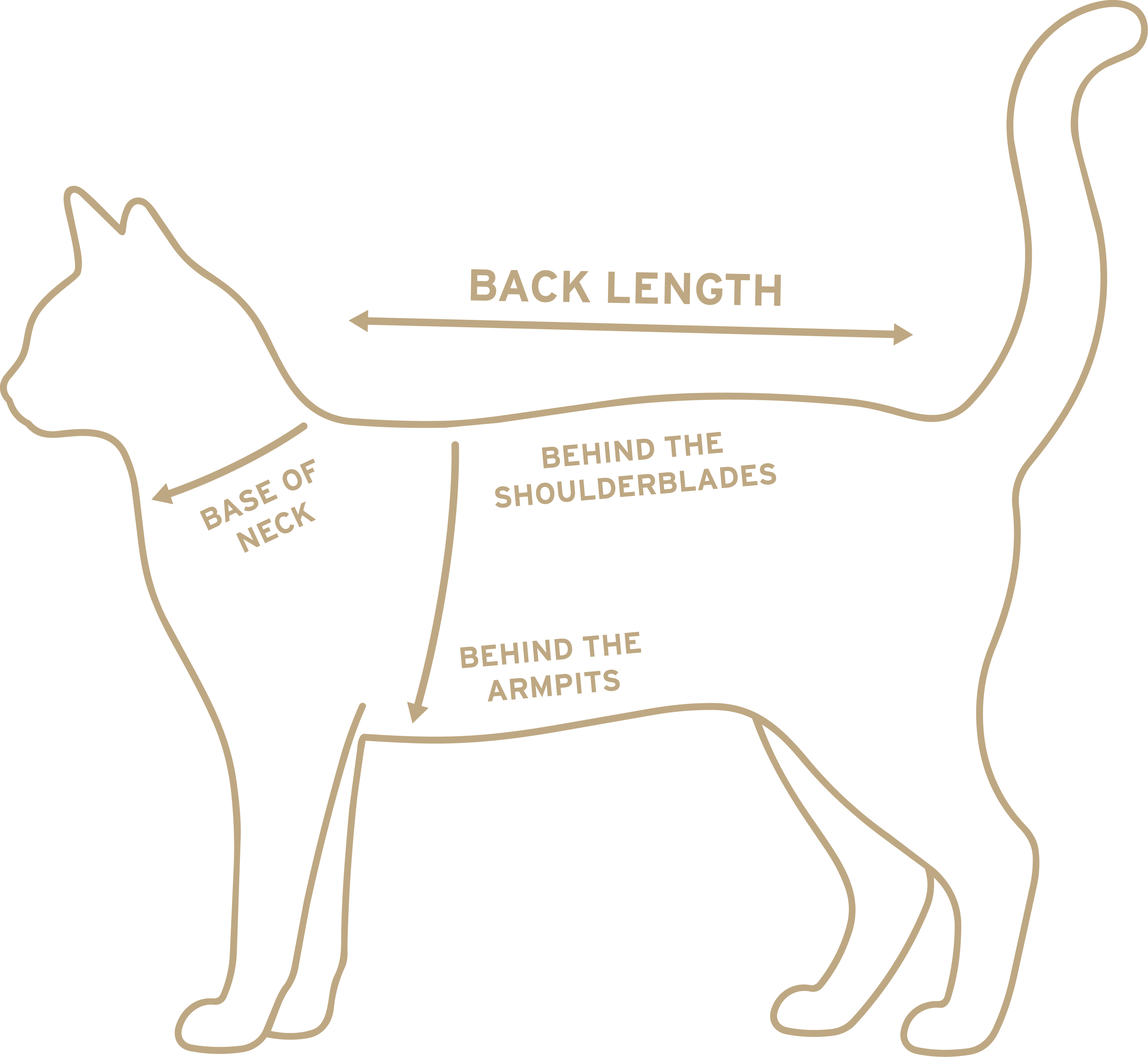 Diagram of a cat showing where to measure: base of neck, behind the shoulderblades, and behind the armpits.