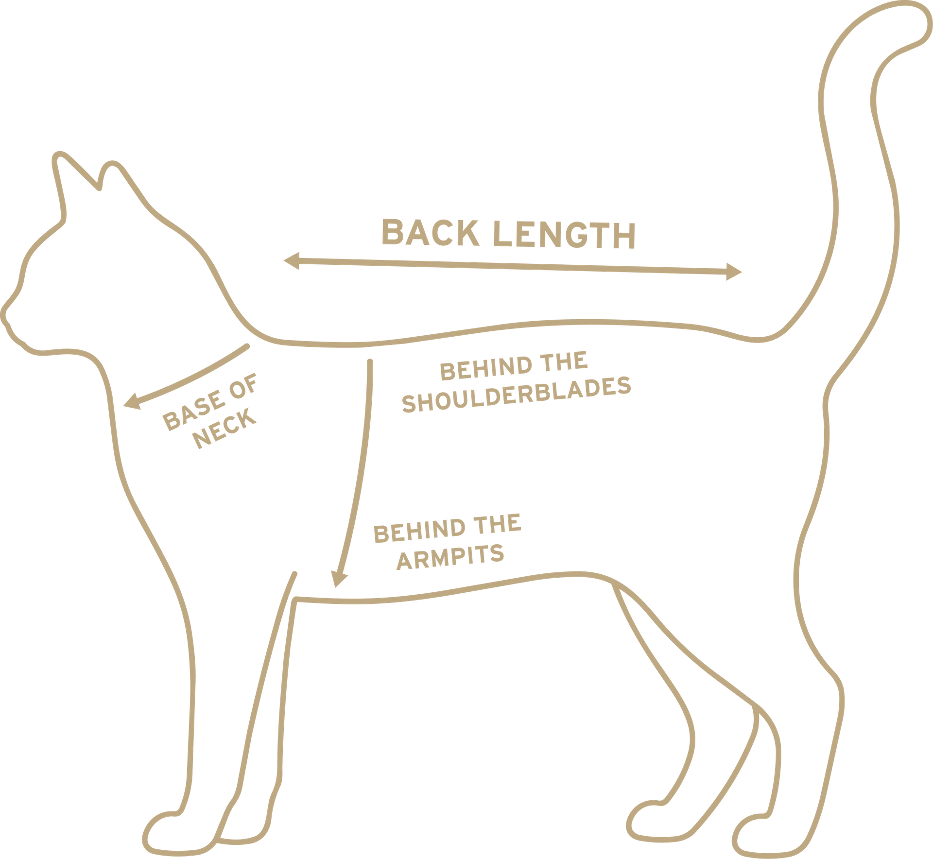 Diagram of a cat showing where to measure: base of neck, behind the shoulderblades, and behind the armpits.