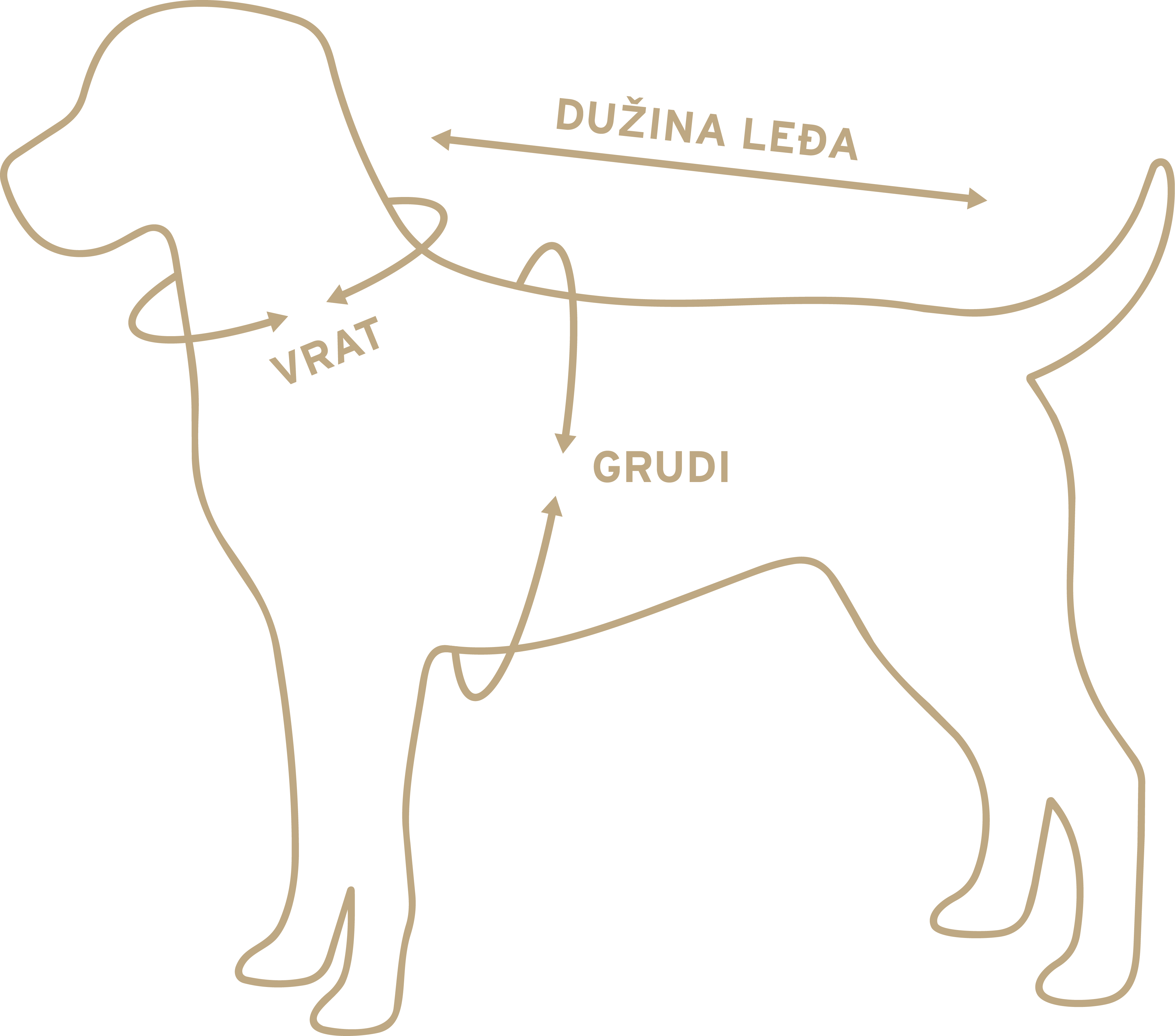 Dijagram psa sa mestima merenja: vrat, grudi i dužina leđa.