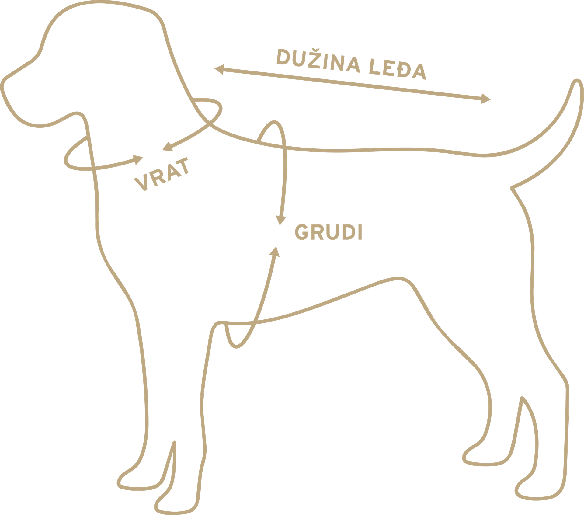 Dijagram psa sa mestima merenja: vrat, grudi i dužina leđa.