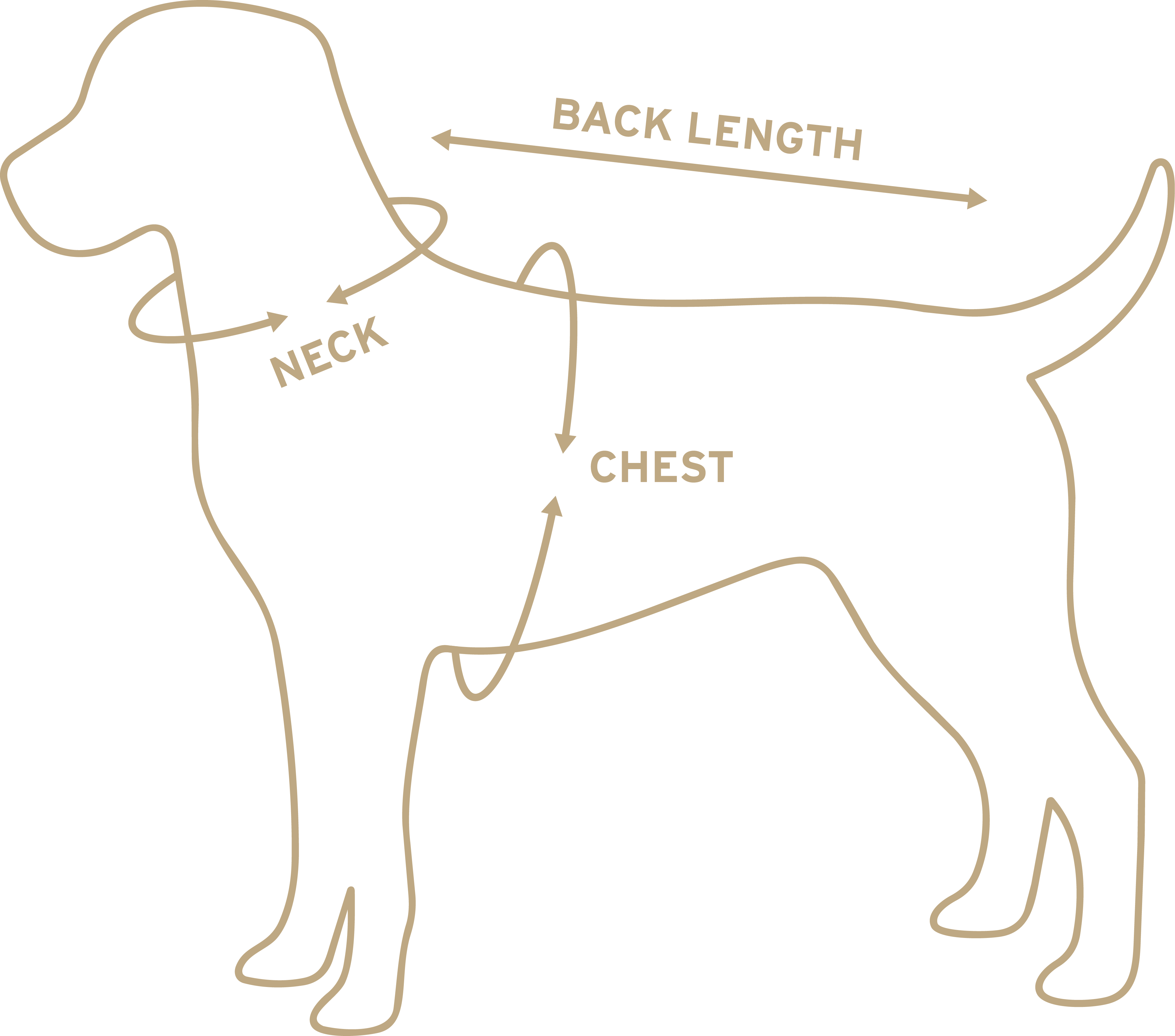 Diagram of a dog showing where to measure: neck circumference, chest circumference, and back length.