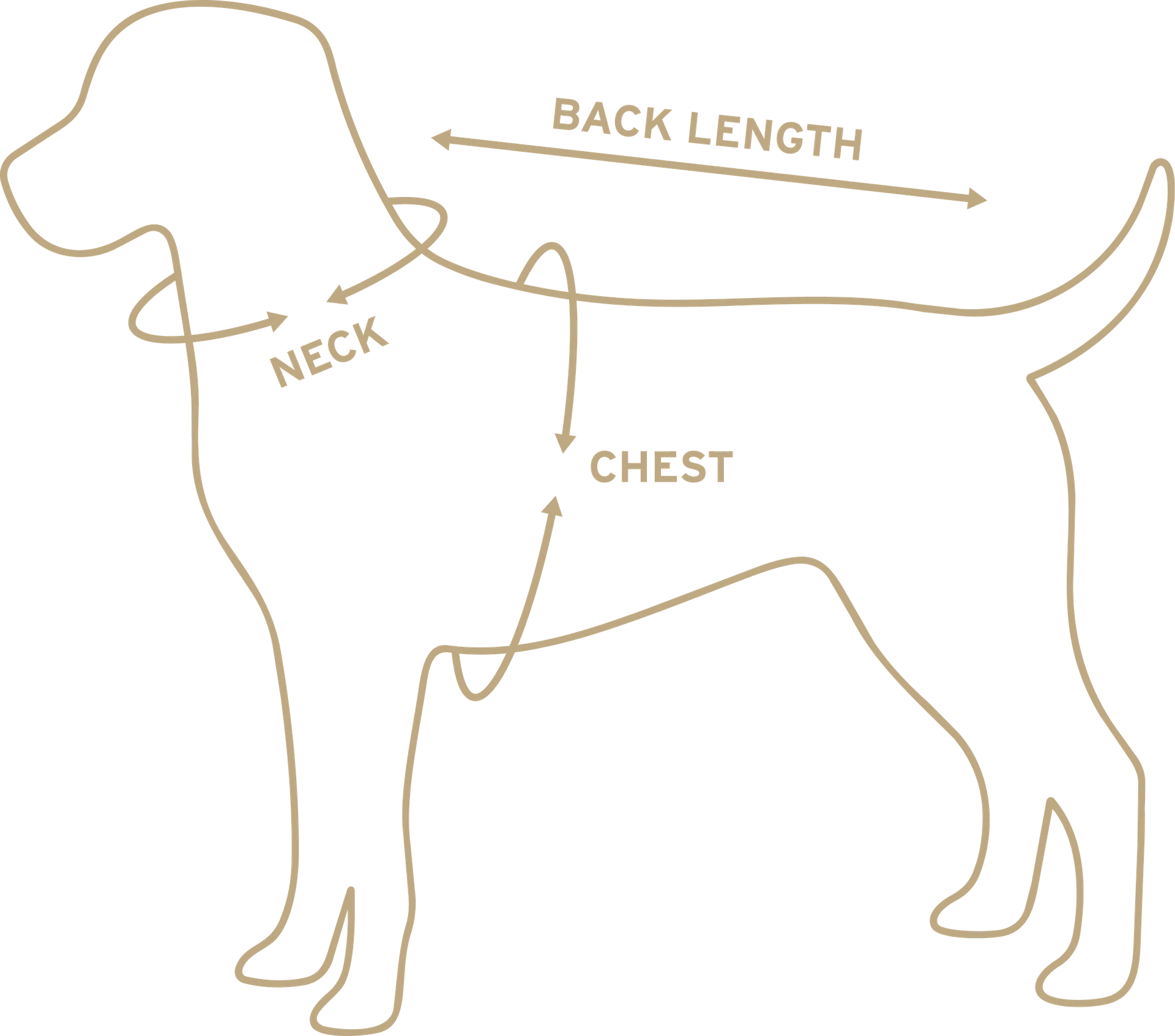 Diagram of a dog showing where to measure: neck circumference, chest circumference, and back length.