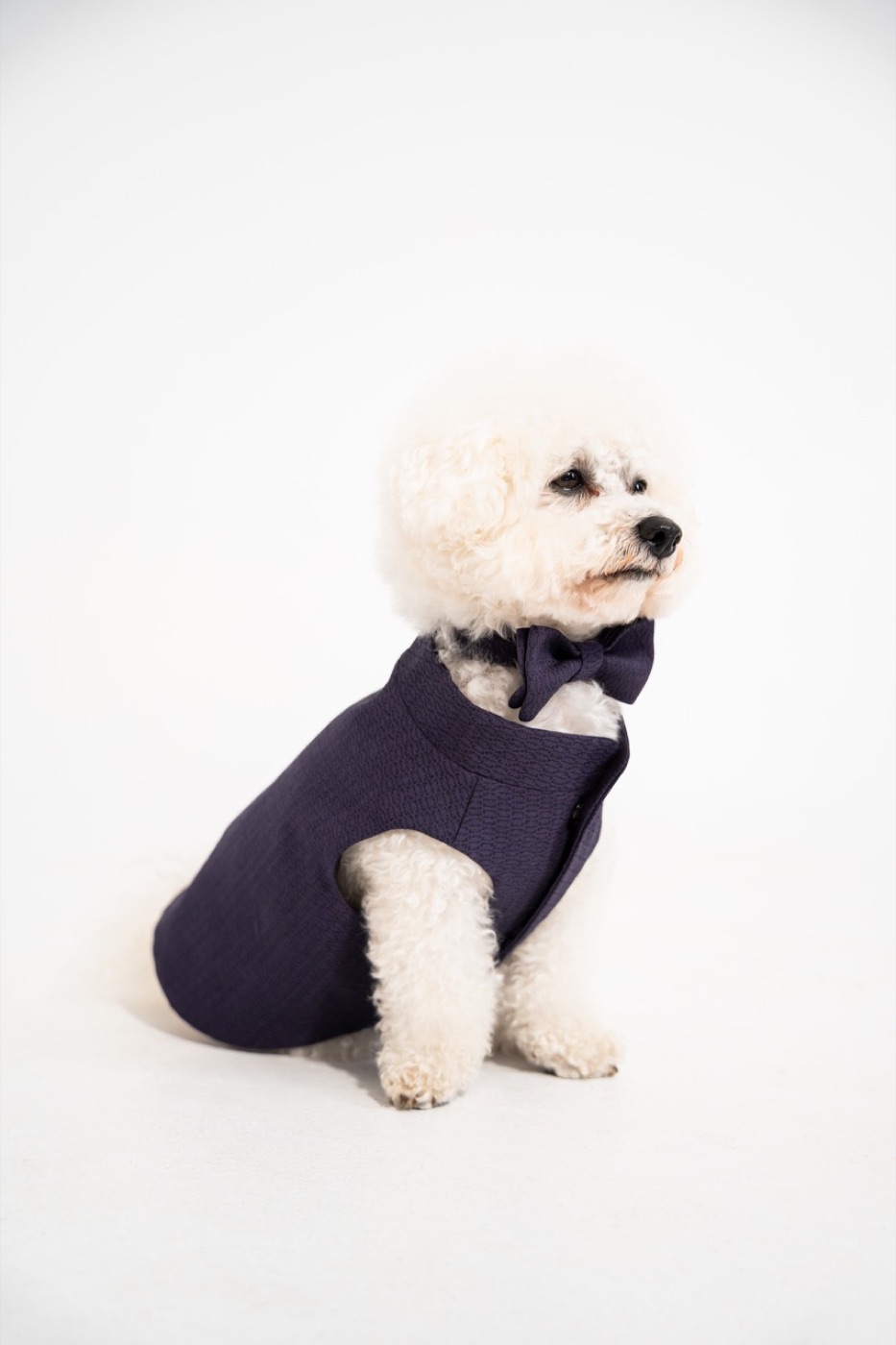Dog in the plum CosmoPaw William waistcoat with a matching bow tie