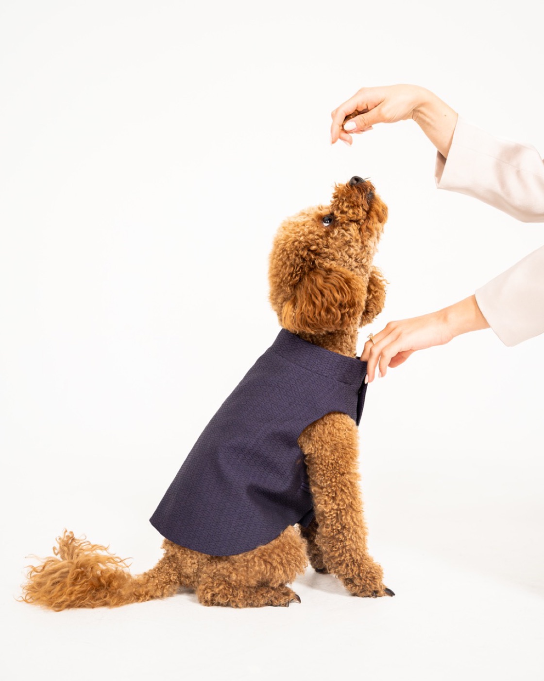 William worn by a dog — back