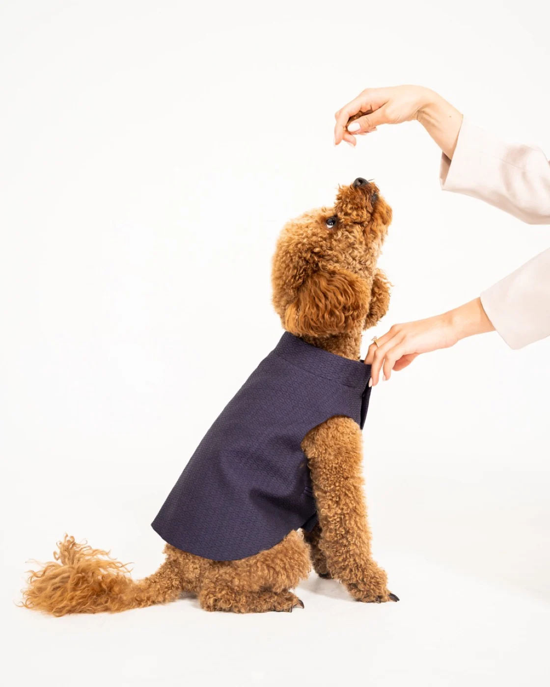 William worn by a dog — back